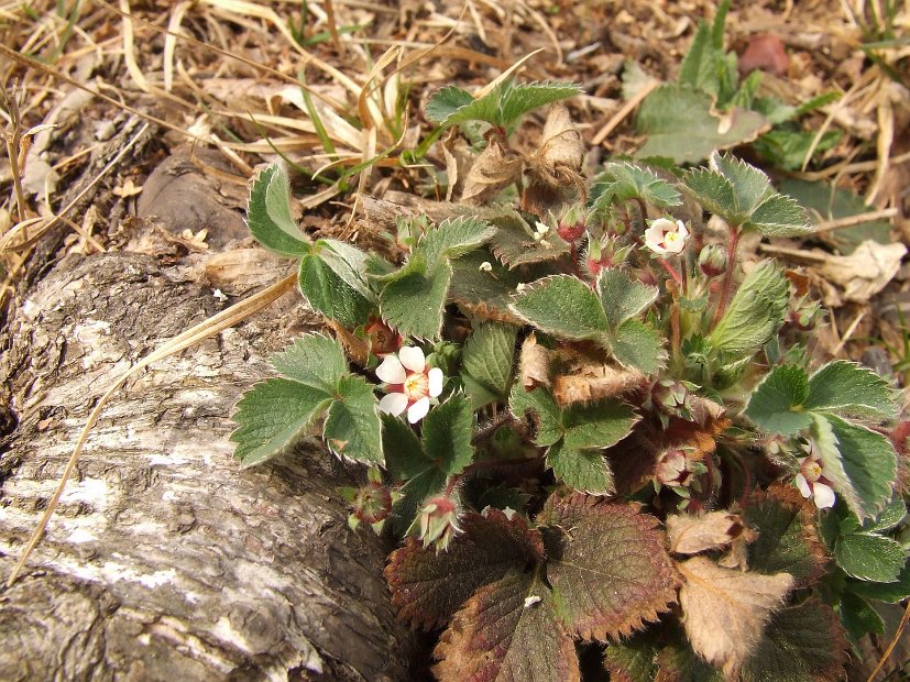 070 Saxifraga Fragarifolia